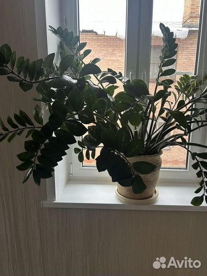 Зимиокулькас