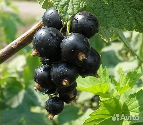 Питомник С реализует смородину черную Зелёная дымк