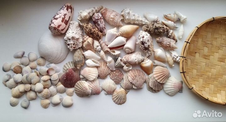 Набор ракушек раковины морские натуральные