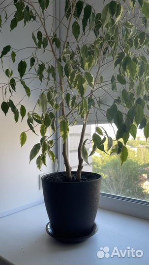 Фикус Бенджамина