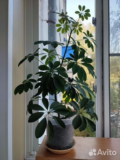 Цветок шефлера