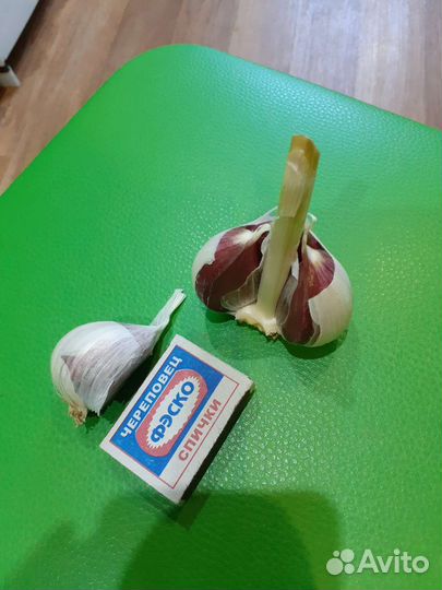 Чеснок на посадку, на хранение