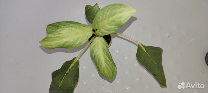 Аглаонема Сири Киншана, Диффенбахии Шкура дракона