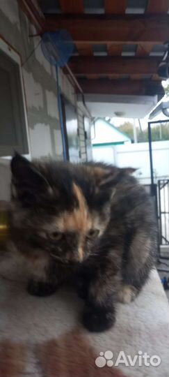 Раздаю котят