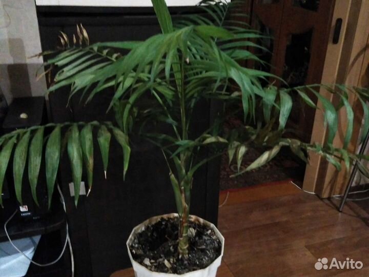 Комнатные цветы