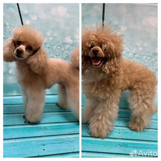 Стрижка собак и кошек