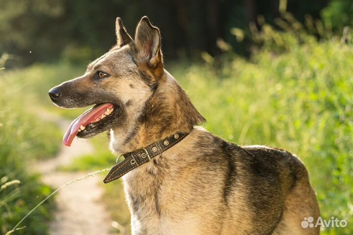 Метис вео, очень обаятельная собака в дар