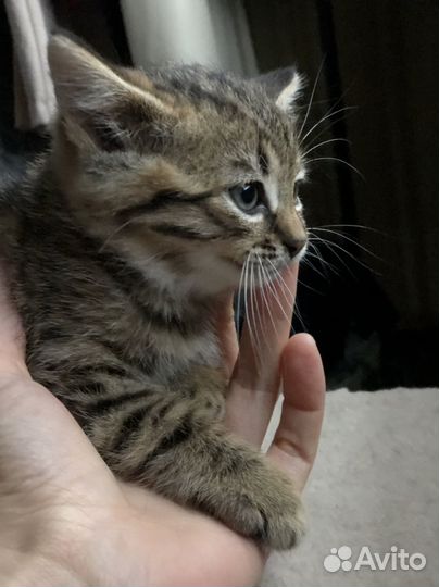 Котенок мальчик тигристо леопардовый
