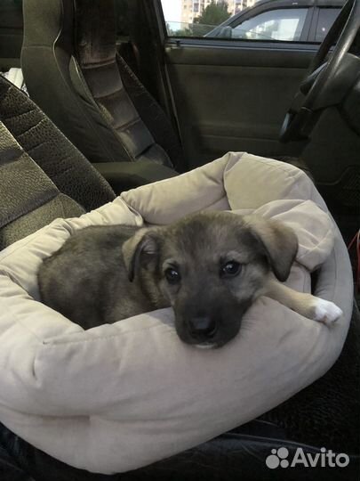 Собака ищет дом