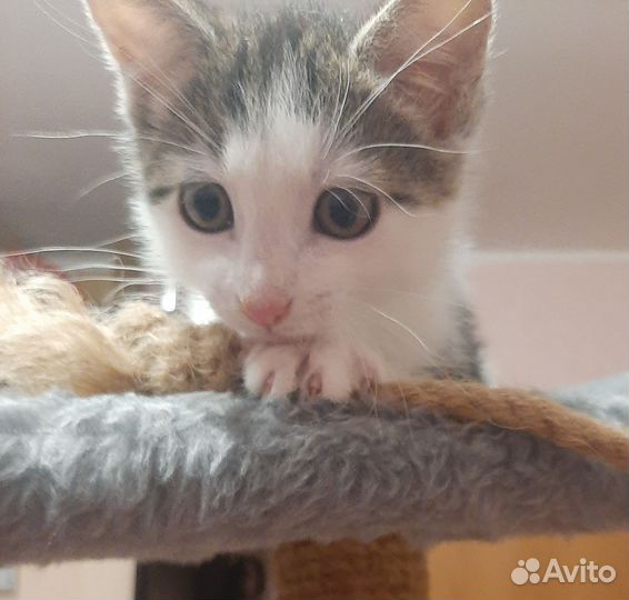 Котенок-мальчишка