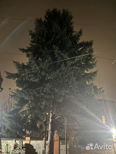 Ель голубая