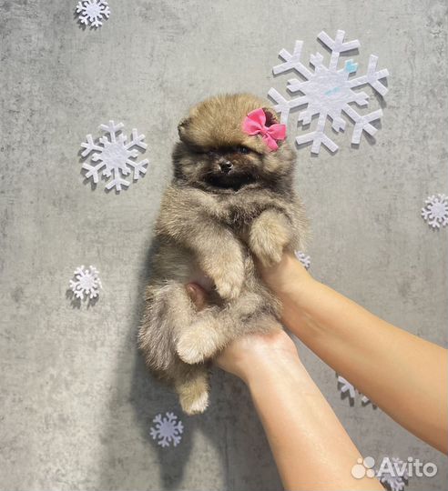 Мини малышка Очаровашка. Документы РКФ