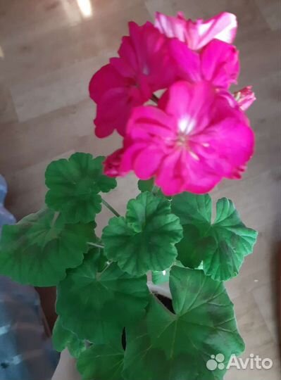 Пеларгония герань