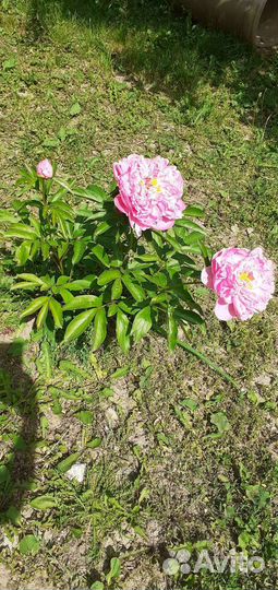 Пионы Сара Бернар саженец