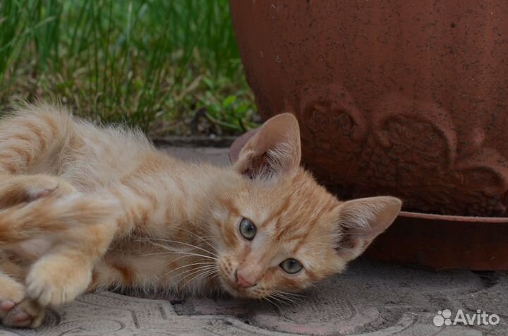 Котята отдам бесплатно