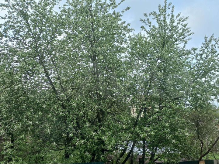 Комната 18 м², 1/3 эт.