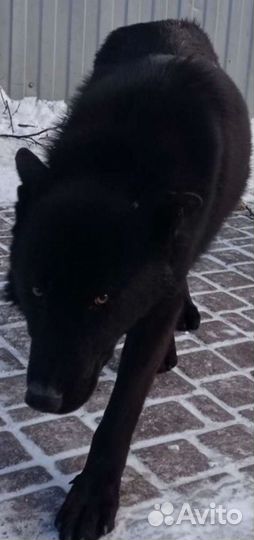 Чёрный Вольфхунд, волкособ, волчонок, влчак