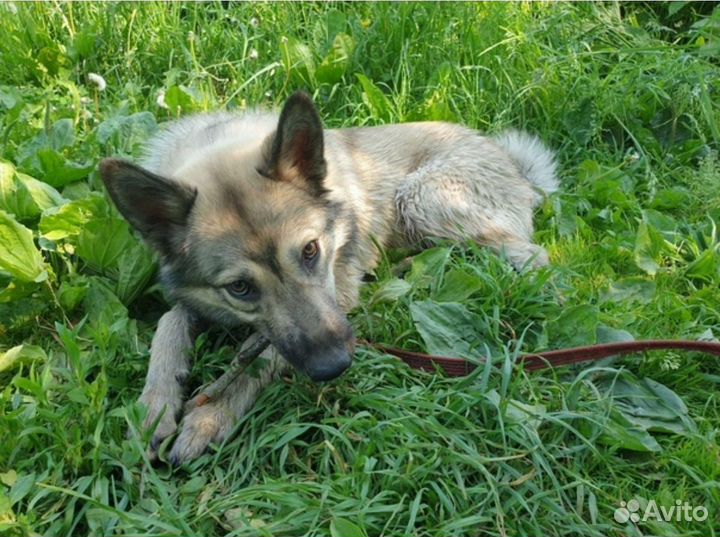 Щенок Оскар, ждет своего человека