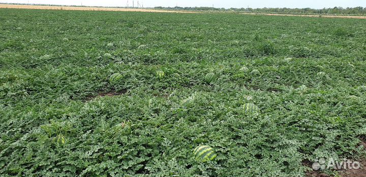 Семена арбуза Каристан