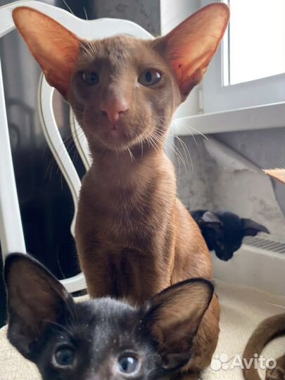 Ориентальная кошечка