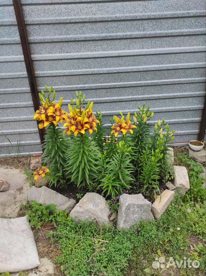 Саженцы лилии