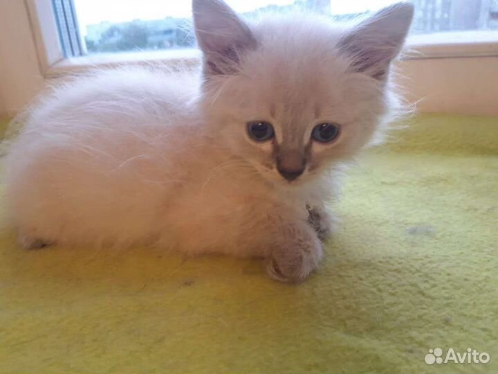 Сиамский котенок