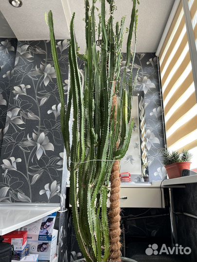 Молочай треугольный