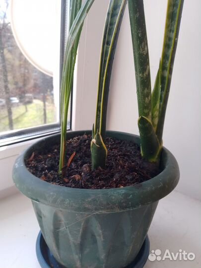 Сансевиерия (щучий хвост, тещин язык)