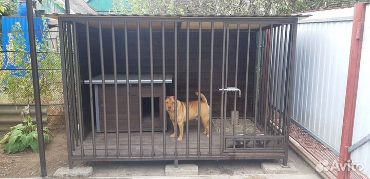 Передержка собак