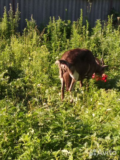 Продается дойная коза