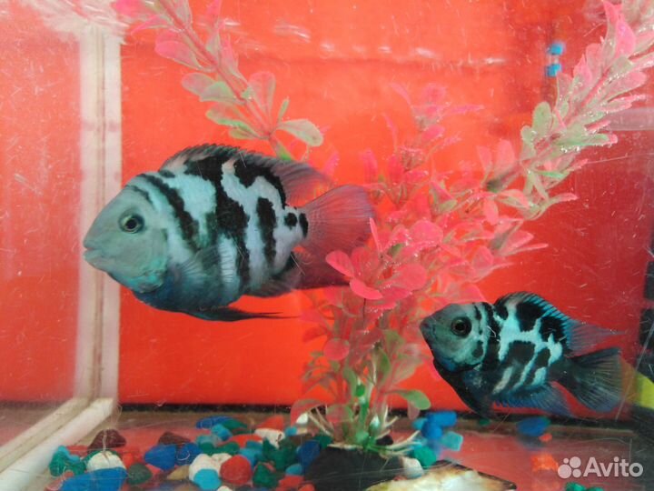 Продам рыбки Сапфировый попугай