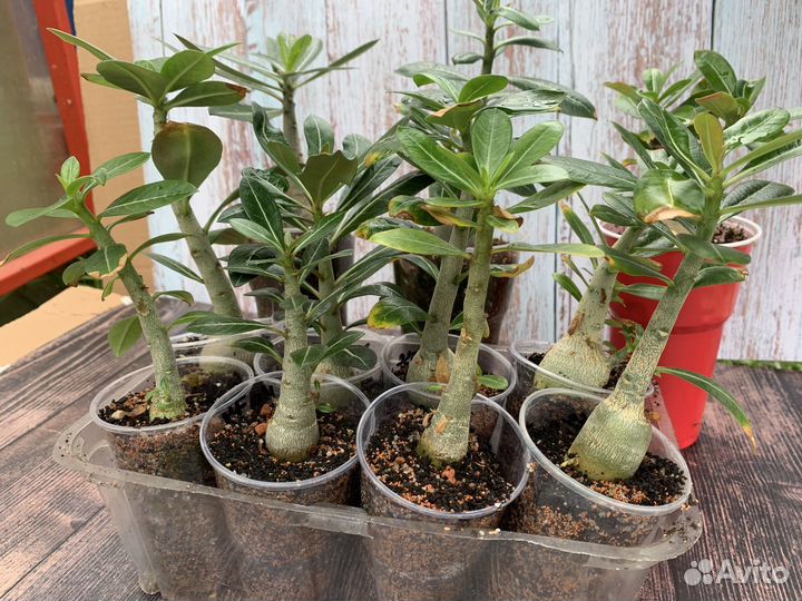 Adenium тучный от adeniumboom