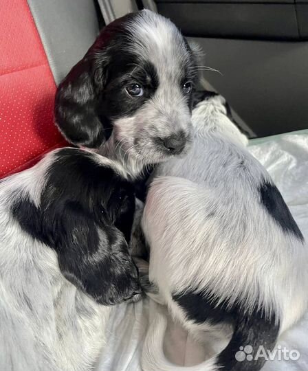 Русский охотничий спаниель щенки