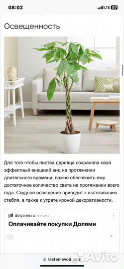 Большое комнатное дерево Пахира