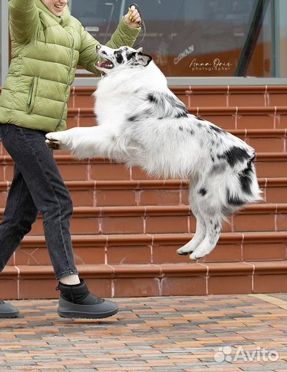 Кобель аусси для вязки