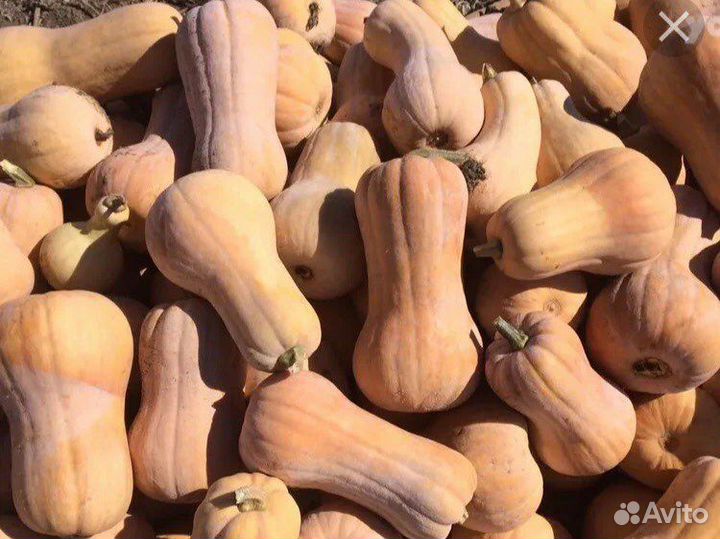 Тыква оранжевая,Матильда и кабачки