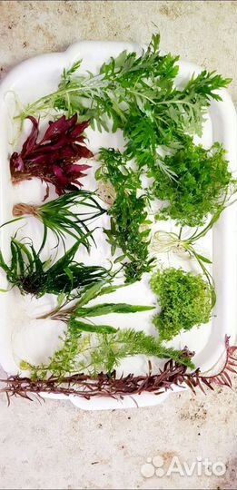 Аквариумные растения