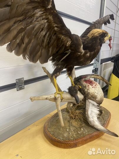 Чучело птицы