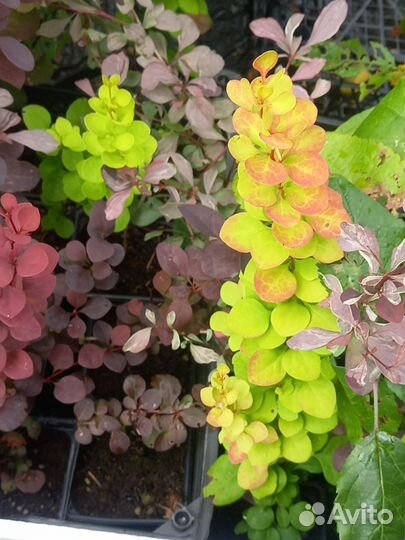 Барбарис желтый, красный, фиолетовый