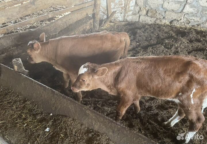 Коровы бычками продаеться парой