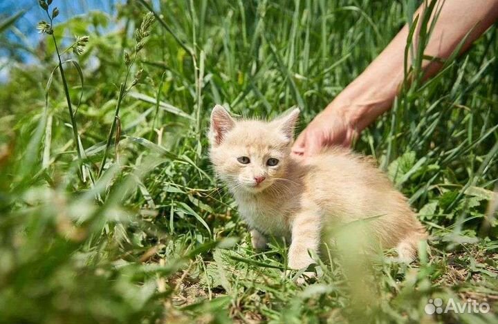 Котенок мальчик 2,5 мес