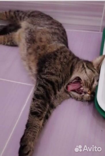 Кошечке после стерелизации некуда идти. Нужен дом