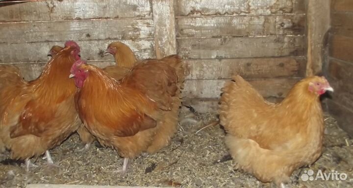 Орпингтон палевый