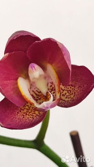 Орхидея фаленопсис Кобрион