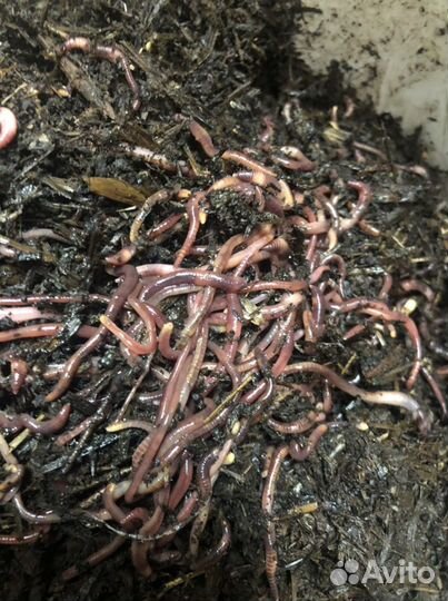 Червь навозный