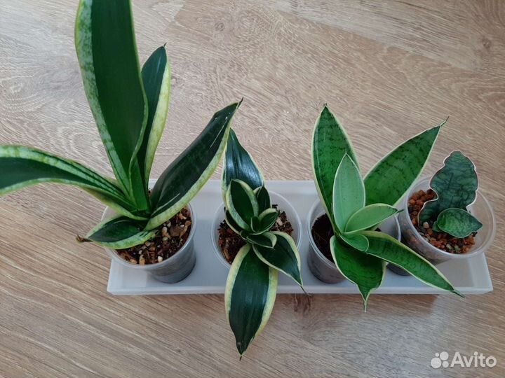 Сансевиерия