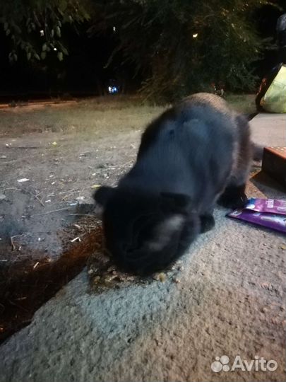 Шотландский кот (кошка) потеряшка