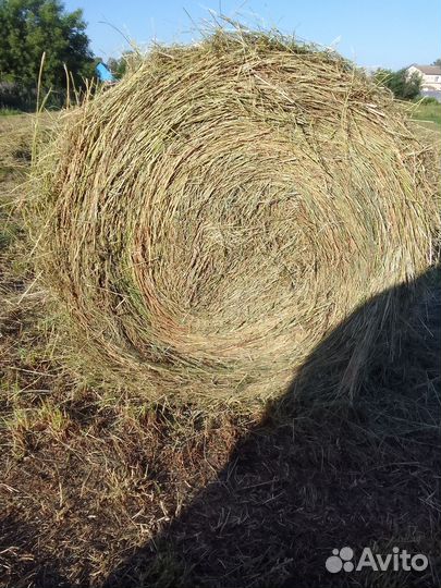 Сено люцерны и луговое в тюках