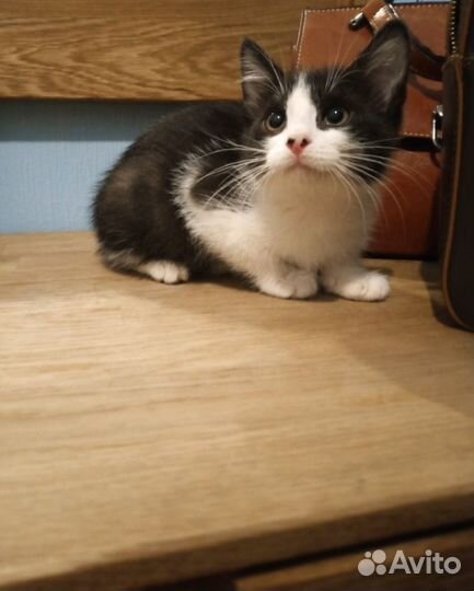 Анфиса и Майя