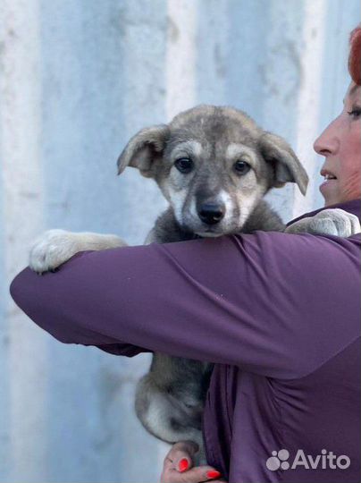 Щенок девочка